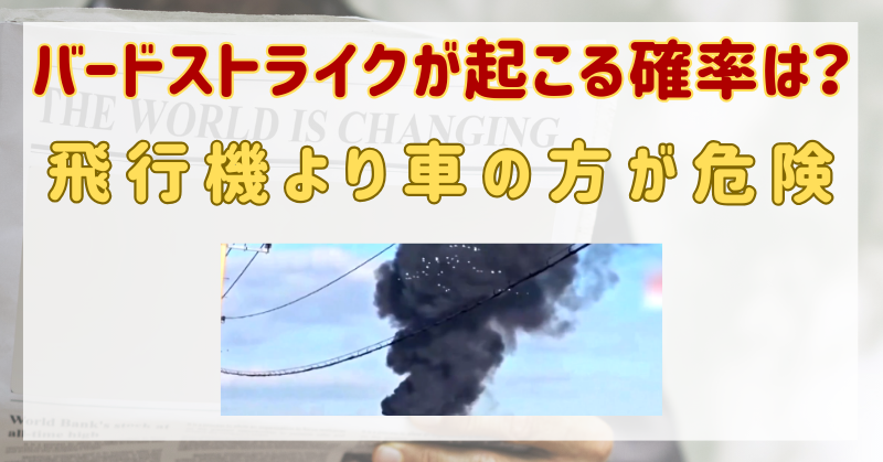 バードストライクが起こる確率はどれくらい？飛行機より車の方が危険？