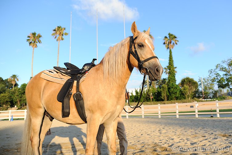 アドベンチャーワールド乗馬