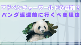 アドベンチャーワールド GW2025　パンダ　混雑