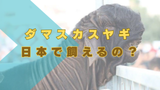 ダマスカスヤギ　日本　動物園