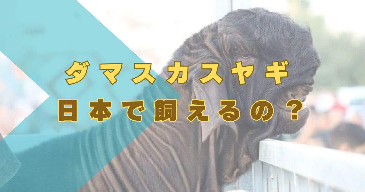ダマスカスヤギ　日本　動物園